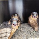 Els rapaços són falcons pelegrins i s’alimenten especialment de coloms i tórtores. - AJUNTAMENT DE LLEIDA