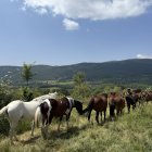 Un ramat de cavalls retirats a Montcortès, al Pallars Sobirà.