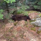 L’os Cachou va ser trobat mort a Les l’abril del 2020. - SEGRE