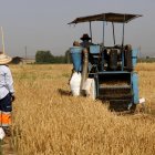 Sega de cereal en una finca experimental d'ordi per resistir els cops de calor del canvi climàtic a Bell-lloc d'Urgell.