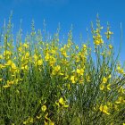 Nom de planta, solament? - FIRMA
