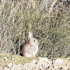 Imatge d’arxiu d’un conill en una zona de límit d’un camp de cultiu.