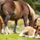 Cavall pirinenc Català / Setcases, el Ripollès