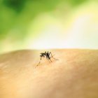 Un mosquito.
