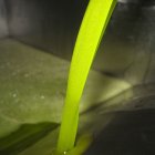 El 80% de l’oli produït a la campanya ja està comercialitzat. - COOPERATIVES AGROALIMENTÀRIES ANDALUSIA