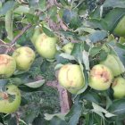Pomes danyades per la pedra que va acompanyar dissabte el xàfec que va caure a l’Urgell. - JARC