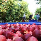 Un palot de nectarines amb temporers al fons treballant.