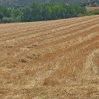 La potència calòrica de la palla és similar a la de la fusta. - E.B.D.