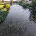 Vista dels macròfits al riu Segre a l’altura de la passarel·la de Maristes. - J. TEIXIDÓ