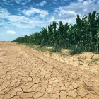 La sequera i les onades de calor, els fenòmens que més afecten.