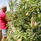 Peres als arbres i el responsable de Sectors Vegetals d'UP, Jaume Gardeñes, collint-les.