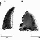 Recreació de dromeosaure. - INSTITUT CATALÀ DE PALEONTOLOGIA MIQUEL CRUSAFONT