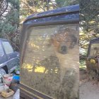 Montaña de Tor: alertan de que hay 4 perros encerrados desde hace 3 días en un vehículo que sería de Josep Cases 'El Terrisses'