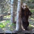 Imatge d'un exemplar d'os al Pirineu