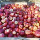 La fruita de pinyol registra preus un 25% superiors per la baixa collita