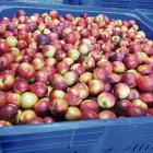La fruita de pinyol registra preus un 25% superiors per la baixa collita