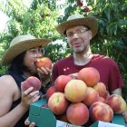Dos turistes amb els préssecs que van collir ahir a Aitona en el marc del Fruiturisme. - MAGDALENA ALTISENT