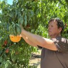 Sergi Balué col·loca una trampa per combatre la mosca negra en un arbre de la seua finca. - ACN