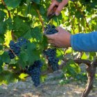 La superfície de cultius ecològics de vinya han augmentat a Lleida i a Catalunya el 2024. - CCPAE