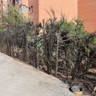Estat en el qual va quedar la tanca vegetal a la Mariola. - AMADO FORROLLA