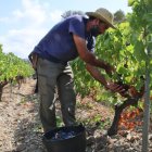 Imatge d’arxiu d’un viticultor en ple treball amb els ceps. - ACN