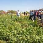 Visita ahir a la finca experimental a Agramunt. - LAIA PEDRÓS