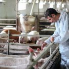 L’avaluació va des d’alimentació fins a comportament animal. - WELFAIR