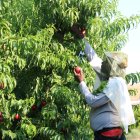 Un temporer cull nectarines en un camp d'Aitona amb màniga llarga i una gorra al cap per protegir-se de la calor i els mosquits.