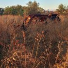 Bosc silvestre i bardissa guanyen terreny a la silvicultura i el secà, com mostra aquest tractor. - ROGER SEGURA/ACN