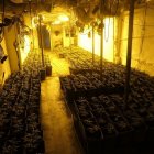 A l’interior de la casa van trobar 1.642 plantes, 1.016 de les quals en plena producció. - MOSSOS D’ESQUADRA