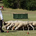 Concurs de Gossos d'Atura de Llavorsí.