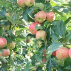 Pomes de la varietat Gal·la de Poma de Girona a la Tallada d'Empordà