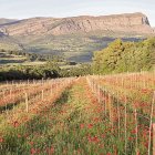 Una vinya de la Conca de Tremp, amb el Montsec al fons.