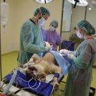 Més queixes per fetor a l’hospital veterinari de la UdL a Torrelameu - MAGDALENA ALTISENT