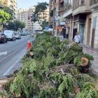 Restes d'alguns arbres talats a l'avinguda Rovira Roure de Lleida.