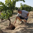 Boleda mostra un cau de conill prop d’una vinya en una finca de Verdú. - ACN