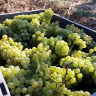 Raïm al celler de Raimat en una imatge d'arxiu.