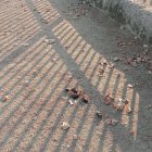 Excrements al mur d'un col·legi de Lleida.