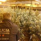 Una imatge de la plantació de marihuana desmantellada a Preixens.
