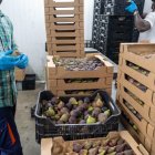Cal Taruk Biofruits treballava ahir a ple rendiment en l’arrancada de la campanya de figues a Alguaire. - PAU PASCUAL PRAT