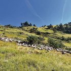 Eth ramat comunau de oelhes en Vilamòs, en tot pèisher pes terrens dera zòna. - IRTA