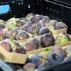 Safates de figues preparades per a la seva comercialització