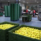Afrucat confia en noves oportunitats per a la poma. - ACN