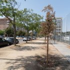 Una filera d’arbres secs a Corregidor Escofet, davant el camp de futbol de Balàfia. - PAU PASCUAL PRAT
