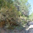 Els boixos de la zona de coll Piqué, al camí cap a Montanissell, també estan afectats. - C.SANS