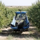 Imatge de collita d’ametlla en una finca de Sarroca de Lleida. - ACN