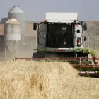 Una recol·lectora en plena campanya a Lleida. - ACN