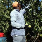 Un temporer collint pomes Golden a Lleida