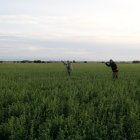 Caçadors a l’inici de la mitja veda, el passat 21 d’agost. - ANNA BERGA (ACN)