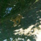 L’última aparició del linx ibèric captada per les càmeres per detectar l’os i el llop al Pirineu. - ACN
